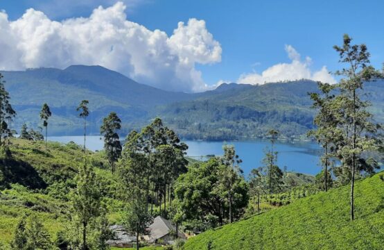 Operating Tea Estate &#038; Factory For Sale &#8211; A Rare Investment Opportunity