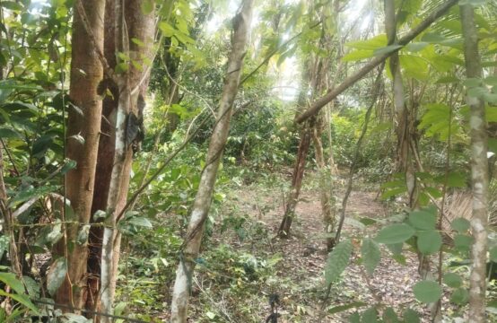 Development Land for Sale in Gonnagahena, Ahangama – 42 Perches